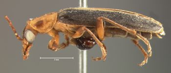 Media type: image;   Entomology 34058 Aspect: habitus lateral view